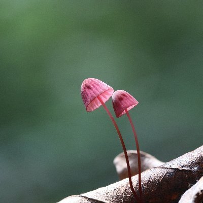 mushrooms.

“I believe mushrooms can lead the human being into some form of mature sanity, leaving behind the immaturity of the last twelve thousand years.”