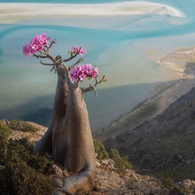 #socotra_island