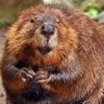 BeaverDam0105's profile picture. 