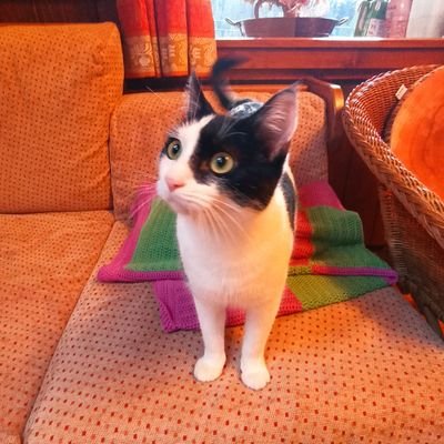 Adelaideintour's profile picture. 