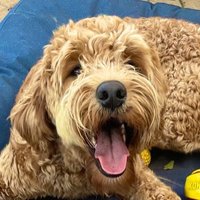 Leo the Lion Pup and Fwends(@Leothelionpup) 's Twitter Profile Photo