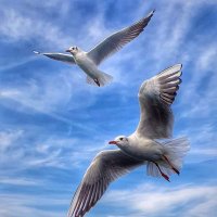 Muneera Al risi (@muneeraalrisi) Twitter profile photo