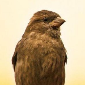 varesus's profile picture. 