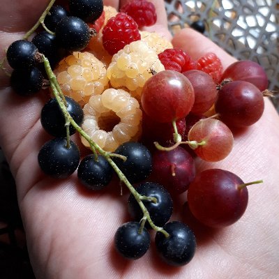 Growing Northern Resilience. Renaissance Instigator. Homestead. Nursery. Forest Garden. Regenerative Ag Research Farm. Consulting Services. Workshops & More.