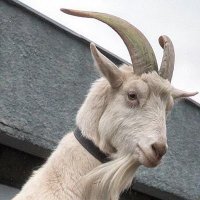ziyan olmuş goat (@sadbutgoat) 's Twitter Profile