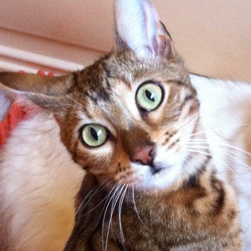 ImpyLou's profile picture. 