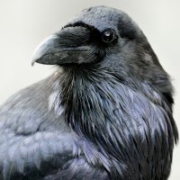 Cmdr CorvusCoraxNevermore (@nevermorecorvus) 's Twitter Profile