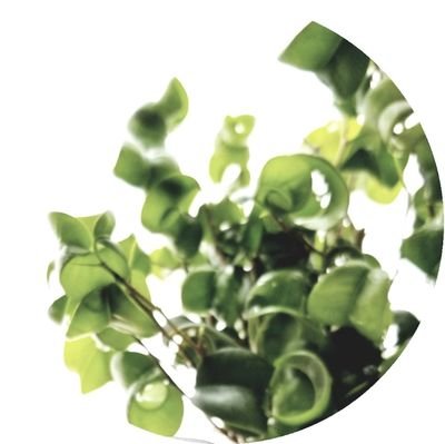 🪴観葉植物🌵にかこまれて🌱成長を見守りながら毎日癒されてます𖤣𖥧𖥣𖡡𖥧𖤣𖥧𖥣𖤣(*˘︶˘*).。.:*♡美味しい御飯を食べるのも作るのもスキ🩷朝はパン🥐☀お弁当作り¦家庭菜園¦観葉植物¦コスメ¦ゲーム¦無言フォロー大歓迎 ٩(Ü)۶♥︎︎ヨロシクオネガイシマス(ت)✩.*˚