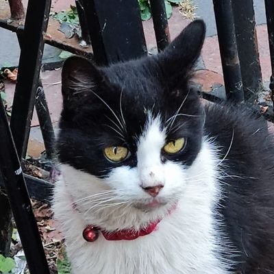 Pops_Mum's profile picture. Born in Walthamstow & returned to live here 30+yrs ago. Passionate about kids, mental health, politics, Spurs, squirrels & cats.