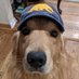 Turbulent Peanut (@turbulentpeanut) Twitter profile photo Turbulent Peanut (@turbulentpeanut) Twitter profile photo