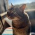 Baby Cat - #AlwaysAddALT (@bcatpix) Twitter profile photo Baby Cat - #AlwaysAddALT (@bcatpix) Twitter profile photo