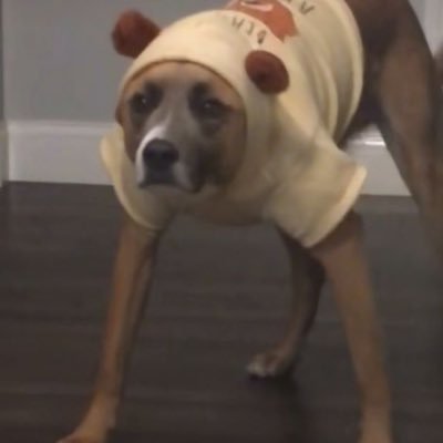 mochi_xtk's profile picture. 