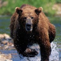 マタギ (@pbzmgur2csfhpmf) 's Twitter Profile