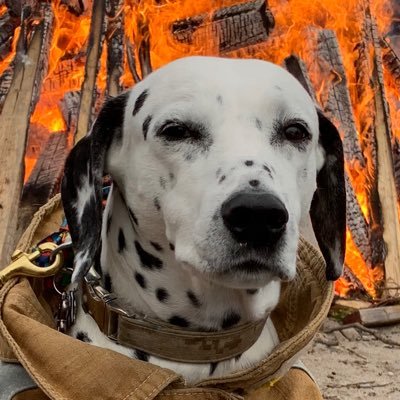 Molly & Tessa The Fire Dogs 🇨🇦