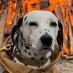 Molly & Tessa The Fire Dogs 🇨🇦 (@durhamfiredog) Twitter profile photo