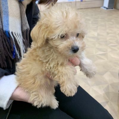 toypoo_monaka's profile picture. 甘えん坊で人がだいすき ちょっぴりビビりなお転婆ガール  
※たまに中の人(パパママ)が関係ないつぶやきをするかもです

◆Instagram
https://t.co/Pj5ZInjavZ…
