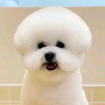 RealSteelToe's profile picture. 🐿