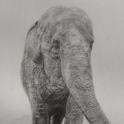 のんびり絵を描いています。

宇都宮動物園にいるかわい子ちゃん達や各園の動物達、そして身近な動植物を描いていきたいです🐘🐼🐢🐱🌸