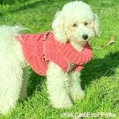 vKkKCmbEhcFPq8w's profile picture. Red Toy Poodle 🧸
Mom damlakircali 
26.09.2018 ✨
Female 🎀
Curious 👀 
Turkey 📍