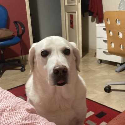 Dimitraboulsi's profile picture. .