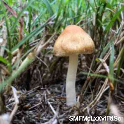 SMFMcLxXvfFttSc's profile picture. Anti-social Behaviour Professional | BSc Hons in Public Services | Domestic Abuse Awareness Trainer | VAWG | Green