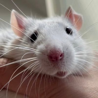 umino0821's profile picture. ファンシーラットをこよなく愛する者なり。あさましき我がねずみ人生 ※言語訳がうまくできないよ