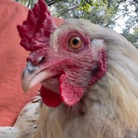 🌦️ (@251opossum) 's Twitter Profile