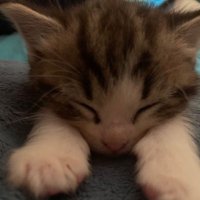 mint (@lowkmint) 's Twitter Profile