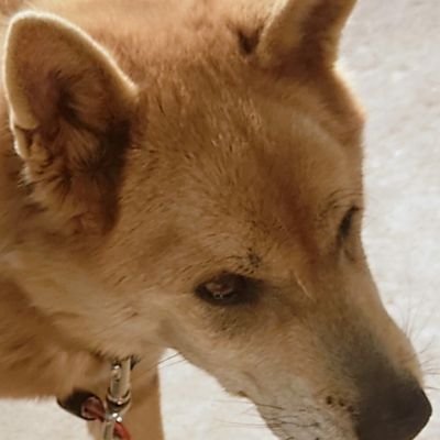 shinkaipotato's profile picture. ﾈｺと和解せよ