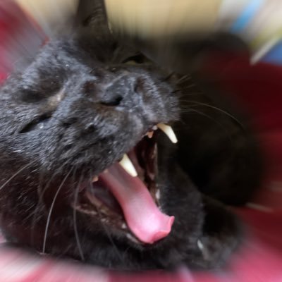 金剛 力也さんのプロフィール画像