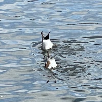 Shang1028's profile picture. 