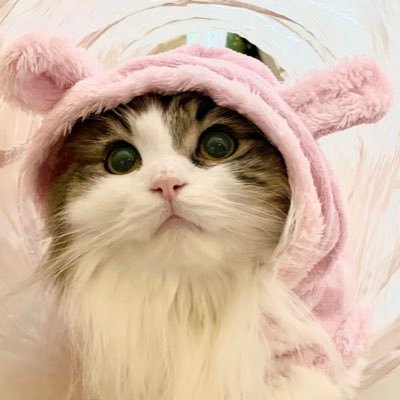 お腹いっぱい幸せが来るようにで たらふく(多来福)です🐾 2020年11月28日🎂4歳の男の子♂成長日記と、たまにアニメやゲーム、食の事も呟きます。無言フォロー大歓迎✨ゲーム:モンハン/ドラクエX/ポケカ