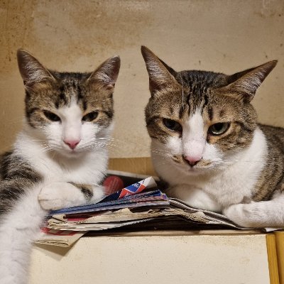 tomatoes4729's profile picture. 