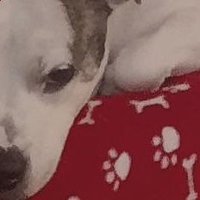 Douglas Smith (@douglas73474777) 's Twitter Profile