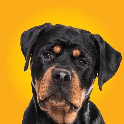 Community
Welcome  #Rottweiler Lovers ❤️     
Follow Us If You Love Rottweilers
This page is dedicated to all Rottweiler lovers