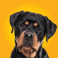 Rottweiler Earth(@rottweilerearth) 's Twitter Profile Photo