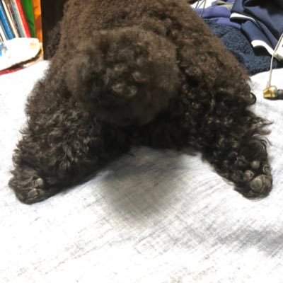ショティさんのプロフィール画像