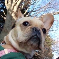 なこ (@nacotan0306) Twitter profile photo