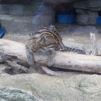 アメみー (@ampe402) 's Twitter Profile Photo