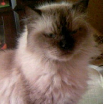 nikukyu_2929's profile picture. 返事がない…  ただのしかばねのようだ。