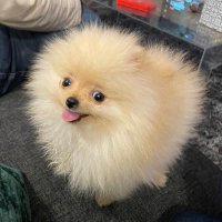 Chanel🦊Tiboo🦁Chipie🐱Mishka🐈 (@chaneltiboo) 's Twitter Profile Photo
