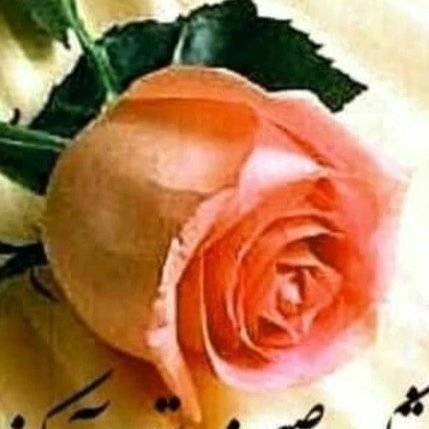 mohamma79830236's profile picture. زندگی کن قبل از اینکه. دیر بشه ،،