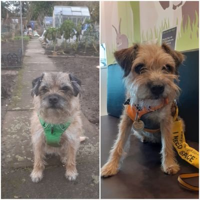 Ruby,12yr rescue BT went🌈17/5/22 too early.Much missed by my hoos💔Fern,10 yr old rescue,taken over 08/22 Lotment furs🌱proud members #btposse #BTW