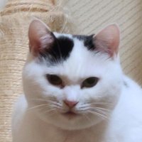 まさ (@sironezumi77) 's Twitter Profile Photo まさ (@sironezumi77) 's Twitter Profile Photo