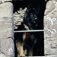 Bear the GSD (@chrisriggs1969) 's Twitter Profile