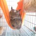 ぶーさんとシロ(巨人:ヒロセ) (@happy_2degu) Twitter profile photo ぶーさんとシロ(巨人:ヒロセ) (@happy_2degu) Twitter profile photo