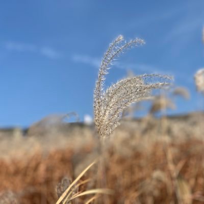 namaegakimeren's profile picture. トレードの記録など