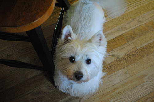 benny_dog's profile picture. Cook me an egg?! I love you.