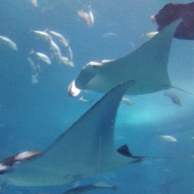 ALOHA9873's profile picture. 俺は日本国初代天皇、Kanye West