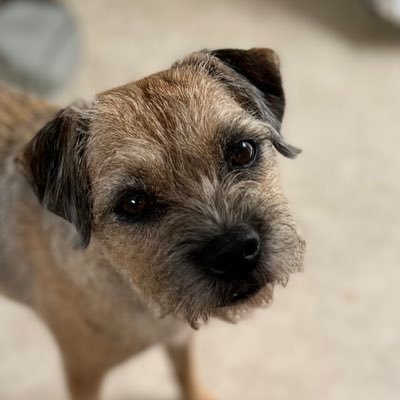janets34's profile picture. Meike the menace sisfur of @moonlightmegan1 loves balls,balls,balls..........err & digging #btposse #zshq